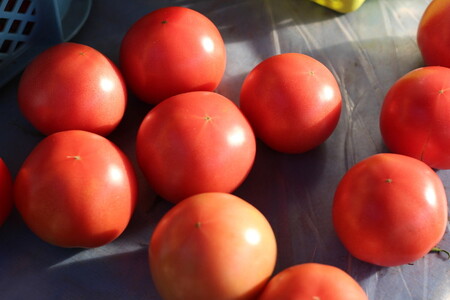 トマト＆ミニトマトセット 2kg | 田島農園 野菜 トマト ミニトマト 濃厚 贈り物 新鮮 高糖度 リコピン ビタミン 美容 健康