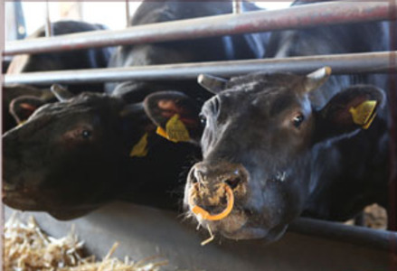 南信州牛 サーロインステーキ 800g ( 200g × 4枚 ) | サーロイン ステーキ ご褒美 ディナー 肉 牛肉 お肉 信州 長野県 飯田市