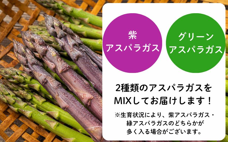 紫アスパラガスとグリーンアスパラガスの二種類をセットでお届け！