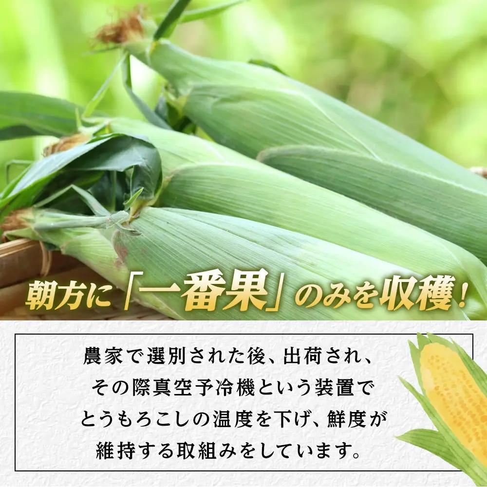 【ふるなびWEEK対象】【先行予約】白いとうもろこしピュアホワイト 12本 3.6kg（2026年8月下旬から発送開始） とうもろこし
