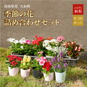 【ふるさと納税】MS-80 季節の花の詰め合わせ セット 詰め合わせ フラワー 花苗 鳥取県 鳥取県産 大山町 大山 パンジー ビオラ