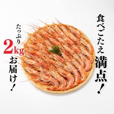ふるさと納税 新宮町 【お刺身用】赤海老 アルゼンチン赤海老 2キロ 約20尾〜40尾 生食可能 刺身 .AF089 |  | 02