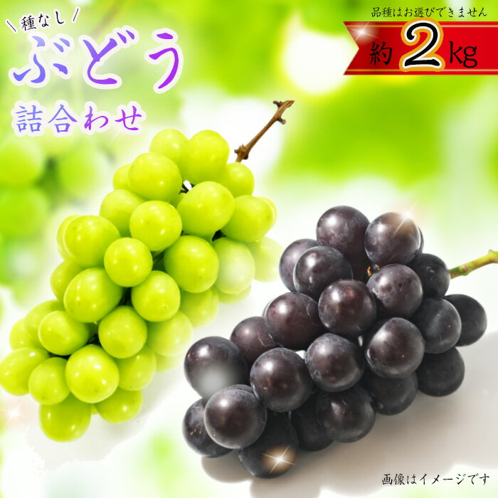 【ふるさと納税】ぶどう詰合わせ約2kg ／ ぶどう 詰合わせ 種無しぶどう フルーツセット 旬の果物 食べ比べ 葡萄 ギフト 家庭用 贈答用 朝食 デザート 果物好き みずみずしい 大粒ぶどう 国産フルーツ フルーツギフト 食品ギフト 人気品種 冷蔵配送 果実セット 千葉県 No.362