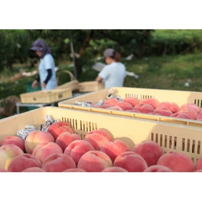 先行受付!【2026年7月発送開始】桃の産地山梨からお届け　ピーチ専科ヤマシタの桃　5kg【配送不可地域：離島】