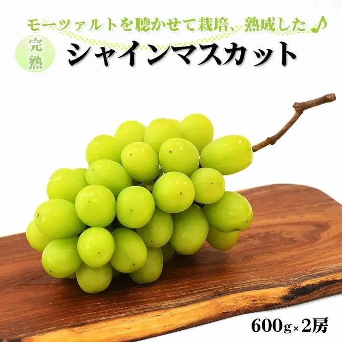 【先行受付】シャインマスカット 600g × 2房 【1.2kg ぶどう ブドウ 葡萄 2026 予約 先行予約 種なし 皮ごと 甘い 完熟 フルーツ おすすめ 旬 お取り寄せ 島根県 安来市】 【24-AB-02】