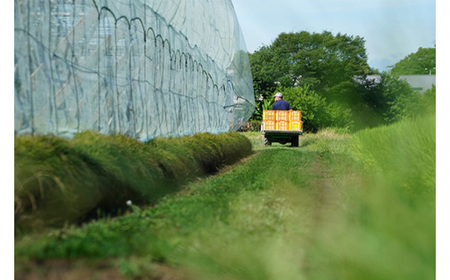No.526 【先行予約】荒井果樹園の豊水　約5kg