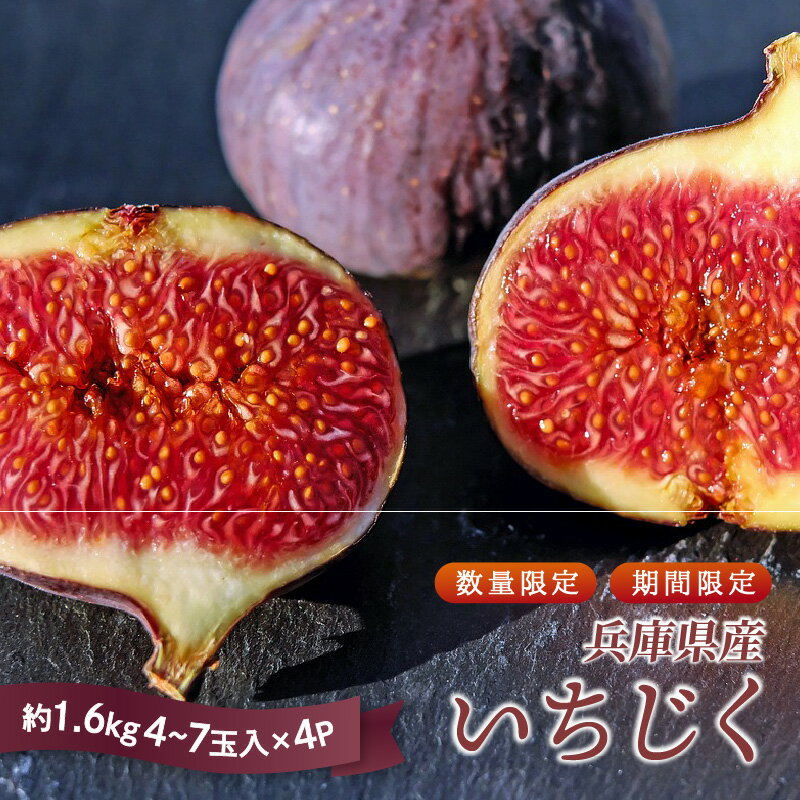 【ふるさと納税】【先行予約数量限定】 兵庫県産 無花果4パック(約1.6kg)【 いちじく イチジク フルーツ 果物 産地直送 甘い 送料無料 期間限定 数量限定 中央卸 神戸 】
