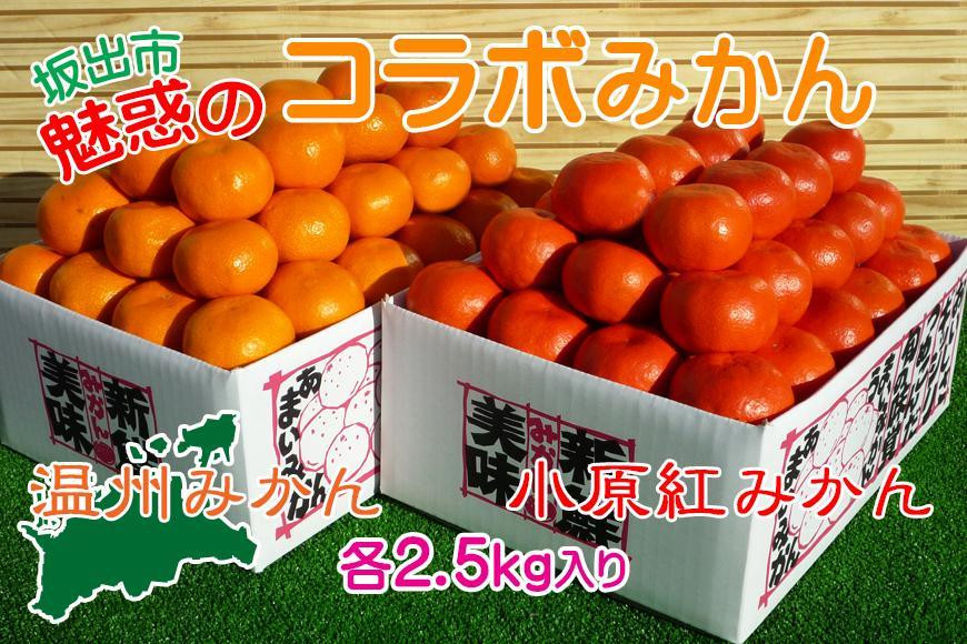 
小原紅早生 & 完熟温州 セット 約5kg ( 小原紅早生みかん約2.5kg & 完熟温州みかん約2.5kg ) S ～ Lサイズ ｜ みかん
