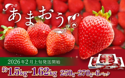 博多あまおう（春） 約250g～270g×6パック 計約1.5kg～1.62kg【2026年2月上旬-4月下旬発送予定】いちご 苺 イチゴ 果物 フルーツ