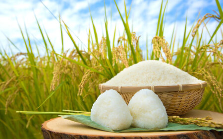 【ロマ佐賀】令和7年産 夢しずく5kg 白米 / 白米 / 白川製茶園 [41AIAB016]