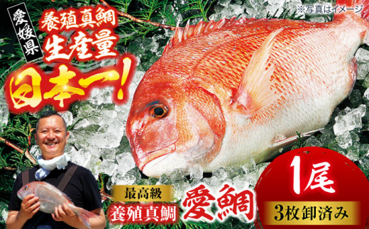 真鯛 【冷凍】国内最高級 養殖 真鯛 『愛鯛』1尾（3枚卸済 フィレ2枚 お頭付き） ふるさと納税 1尾 3枚おろし フィレ 2枚 お頭付 ブランド鯛 たい 愛媛 産地直送 養殖 鮮度抜群 旨味 脂 カルパッチョ ムニエル ソテー 煮付け 愛媛県大洲市/愛媛県漁業協同組合[AGDA001] 魚介類 魚介 鯛 刺身 鯛めし タイ茶漬け 鯛しゃぶ 鯛の塩焼き 刺し身 冷凍 さしみ 刺身 小分け