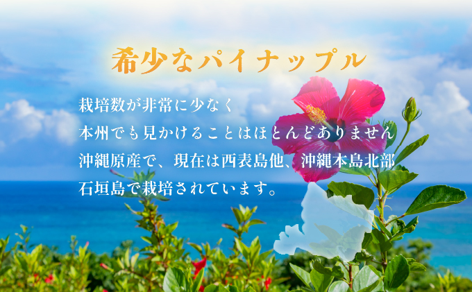 2026年 先行予約 西表島の完熟ピーチパイン 6kg (5〜8玉)【嘉本商店 完熟 果物 フルーツ】お届け：5月中旬～6月中旬頃