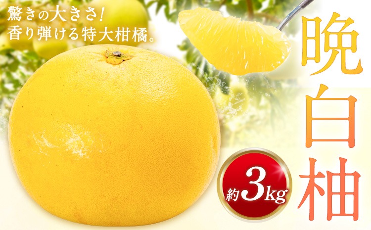 先行予約 晩白柚 約3kg 株式会社エフビーネット《12月上旬-1月下旬頃出荷》熊本県 氷川町 果物 フルーツ 熊本県産 ジューシー ばんぺいゆ バンペイユ---hkw_26_efn_1_3kg---