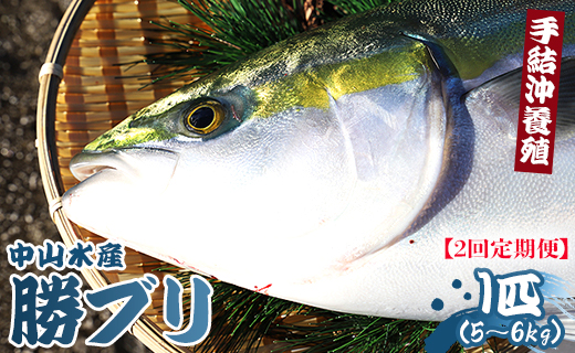 ブリ 鰤 1匹(5kg～6kg) 2回 定期便 海鮮 【先行申込】 - 勝ブリ 期間限定 魚 ぶり 鰤 寒ブリ 海鮮 鮮魚 魚介類 海の幸 ギフト お刺身 煮物  Wny-0012