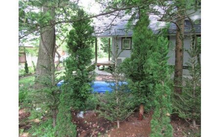 AO-6 芝生種子（40kg）＆樹木（6本）