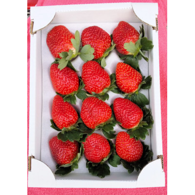 
            佐倉いちごデラックス【1353721】
          