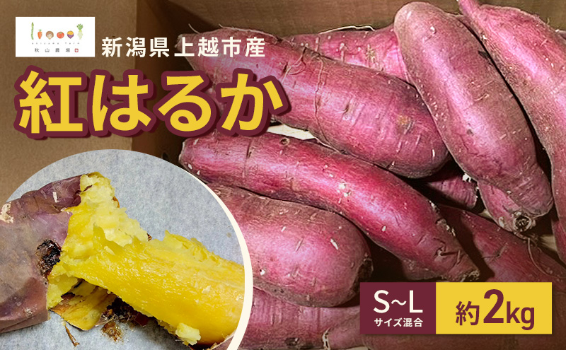 新潟県上越市産 紅はるか サツマイモ さつまいも S-Lサイズ