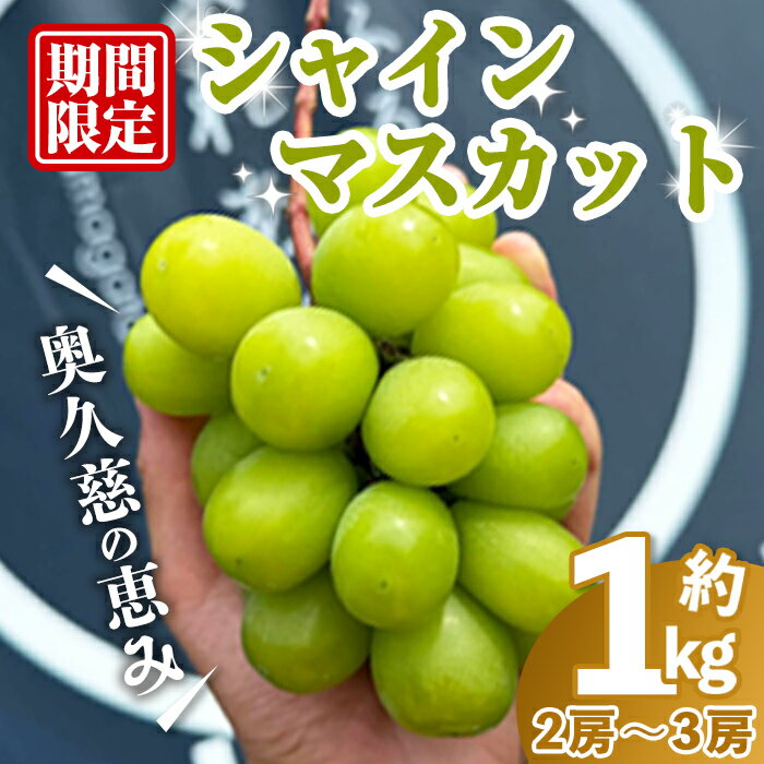 【ふるさと納税】＜先行予約＞シャインマスカット1kg マスカット ぶどう ブドウ 葡萄 フルーツ 果物 くだもの デザート＜2025年8月中旬から発送＞ 【奥久慈 まほろばの郷 ふれあい農園】【ho1525】