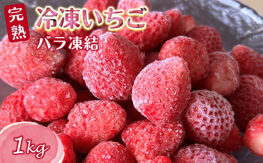 冷凍いちご 1kg バラ凍結 栽培期間中農薬不使用 ヘタ取り済み 急速低温冷凍 真空パック