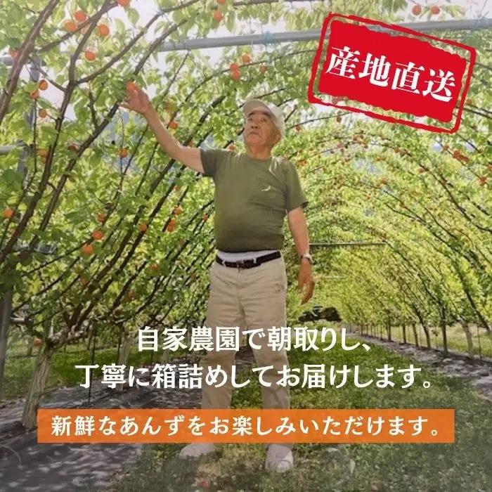 【2027年先行予約】あんず おまかせ生食用(ハーコット・信山丸・おひさまコット・ニコニコット) 計約2kg  | あんず