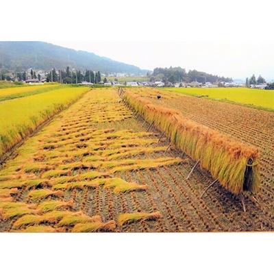 ふるさと納税 池田町 池田町産 はぜ掛け米 コシヒカリ　金の鈴米3kg |  | 02