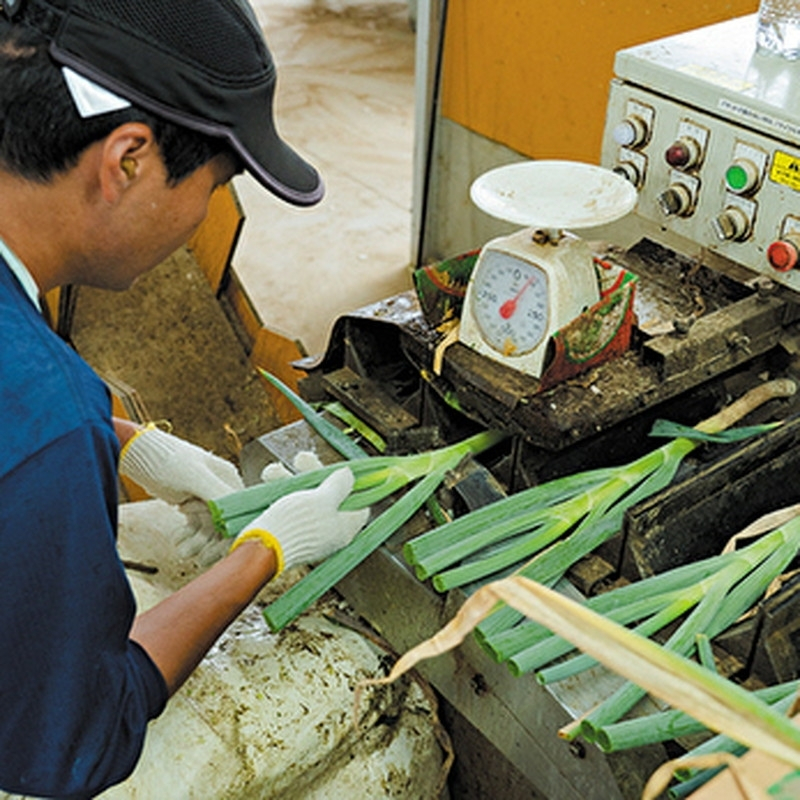【8月～翌2月限定出荷】白神山地の麓で育った 白神ねぎ 産