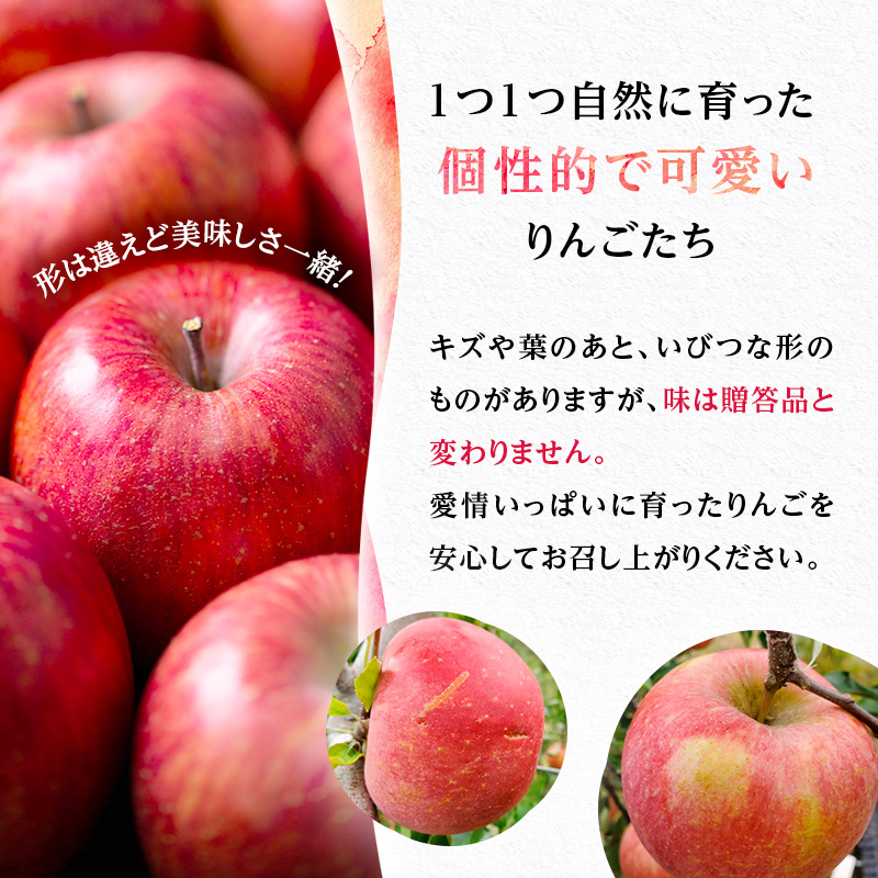 りんご 信州上田産 サンふじ 家庭用 約10kg 24～32個 林檎 リ