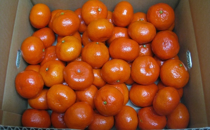 小原紅早生みかん　約5kg 果物類 柑橘類 フルーツ