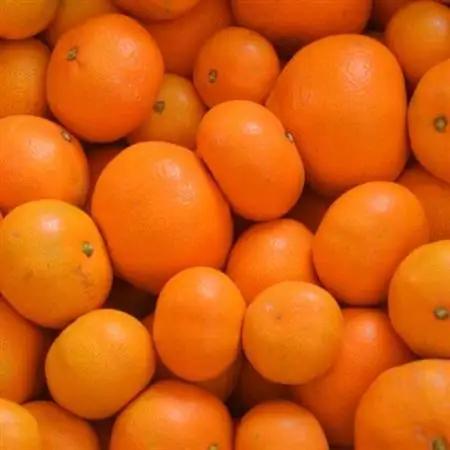 「農園直送」有田の旬の食べごろみかん約10kg(サイズ混合)(日高町)【1717594】