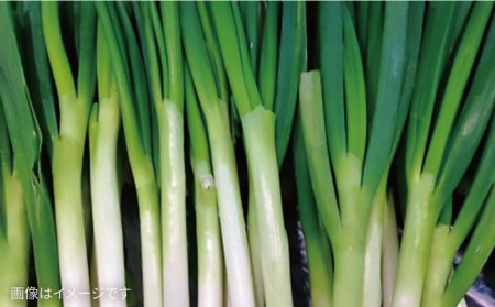 【全12回定期便】こだわり 野菜 （7品前後） セット ＋ 果物 《糸島》【 オーガニックナガミツファーム】[AGE013] 野菜セット 野菜 やさい サラダ 詰め合わせ トマト とまと
