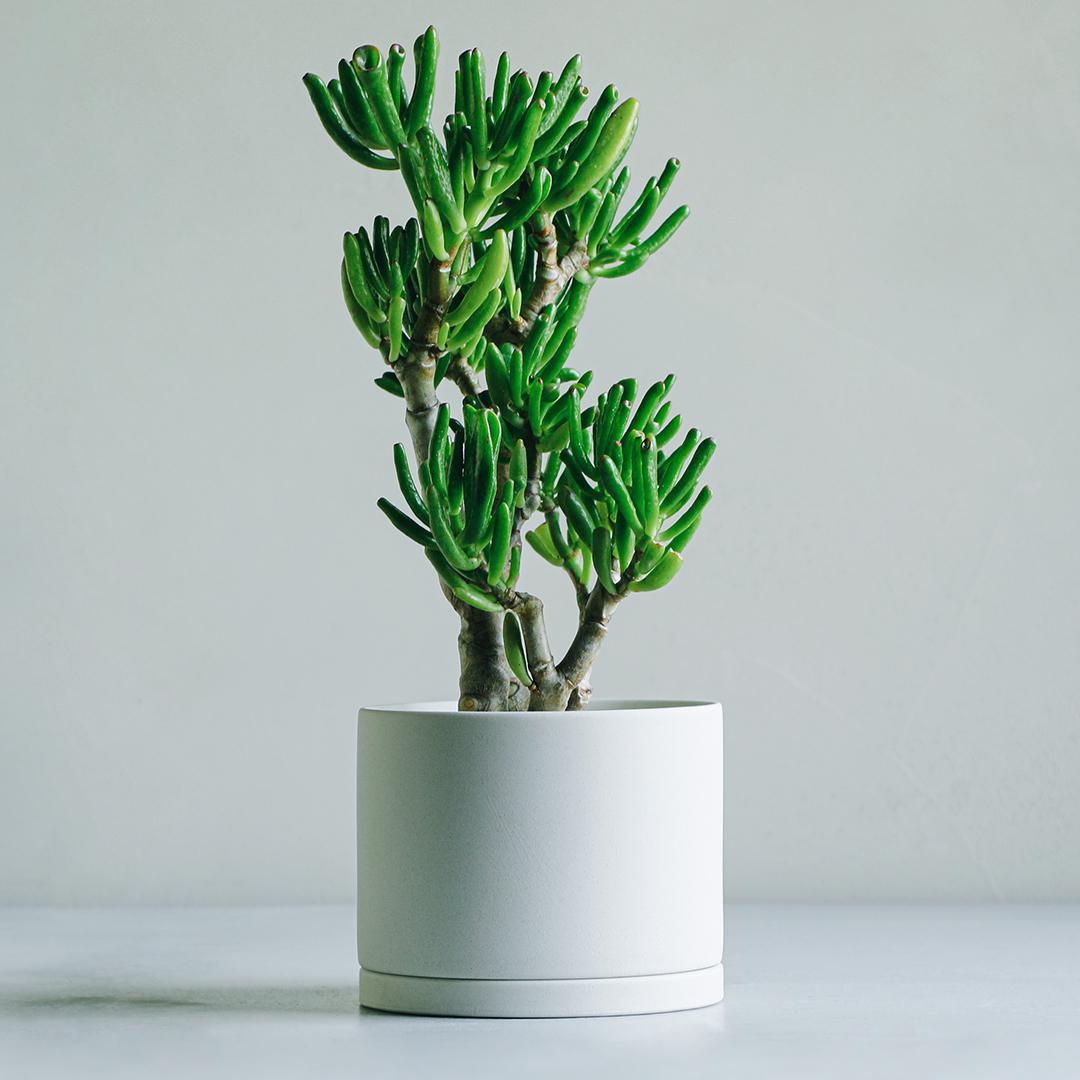【ふるさと納税】【観葉植物】MOLLIS 宇宙の木 26983 | 観葉植物 多肉植物 グリーン インテリア KINTO