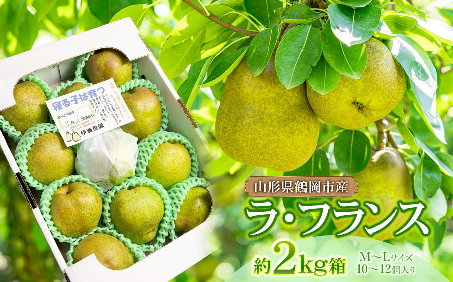 
            【令和7年産 先行予約】ラ・フランス 2kg箱入り　M～Lサイズ（10～12玉入り）　伊藤農園
          