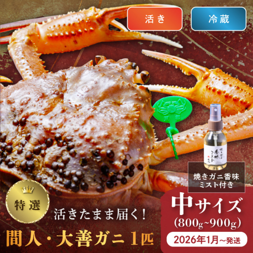 【蟹の匠 魚政】京丹後市産 活きたまま届く！　間人ガニ大善ガニ 特撰 中サイズ（800～900g) 1匹　香味ミスト付き(1月～3月発送）