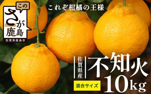 不知火 10kg 程度 (箱込み) |  訳あり じゃない 柑橘 デコポン と同品種 みかん ミカン しらぬい 果物 くだもの フルーツ 果実 不知火みかん 大容量 産地直送 人気 おすすめ 送料無料 佐賀県 鹿島市 C-187
