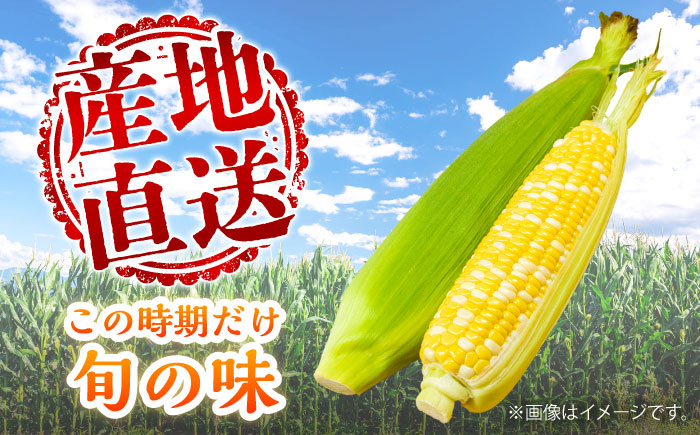 【先行予約】【2026年6月上旬より順次発送】スイートコーン(甘々娘) 約4kg（10〜11本）【なかむら農園】 [BHCJ001]