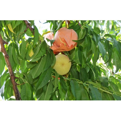 2026年 岡山白桃(晩生)ロイヤル【1箱3玉】【配送不可地域：離島】【1641751】