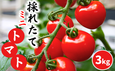 【2026年7月中旬発送開始予定】 岩手県産 採れたて ミニトマト サマー千果 約3kg 【十一代目藤助】 ／ ミニ トマト とまと 新鮮 旬 プチトマト 野菜 やさい 期間限定 季節限定 国産 八幡平市産 産地直送 農家直送 おすすめ オススメ 3キロ