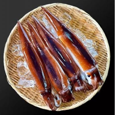 ふるさと納税 普代村 【鮮度そのまま急速冷凍】冷凍スルメイカ 大サイズ 20尾入 |  | 02