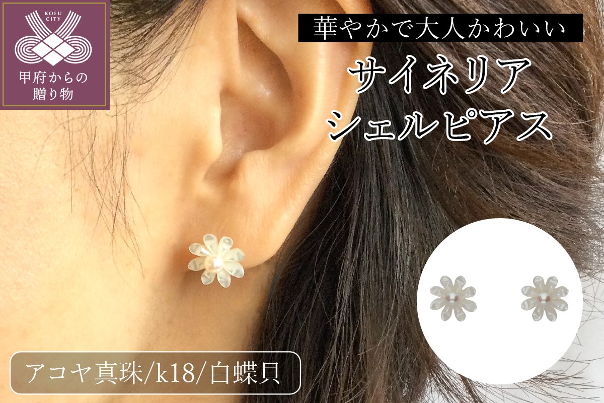 【K18】白蝶貝　サイネリアシェルピアス/No.19