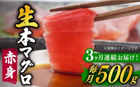 【全3回定期便】五島列島産養殖生本かみまぐろ 赤身 500g【カミティバリュー】[RBP061] 本マグロ 本まぐろ 定期便 本マグロ 本まぐろ 定期便 本マグロ 本まぐろ 定期便