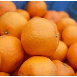 みかんの爽やかさとクリーミーなバターが絶妙にマッチ『ゆらみかんバター』 6個セット【1528193】