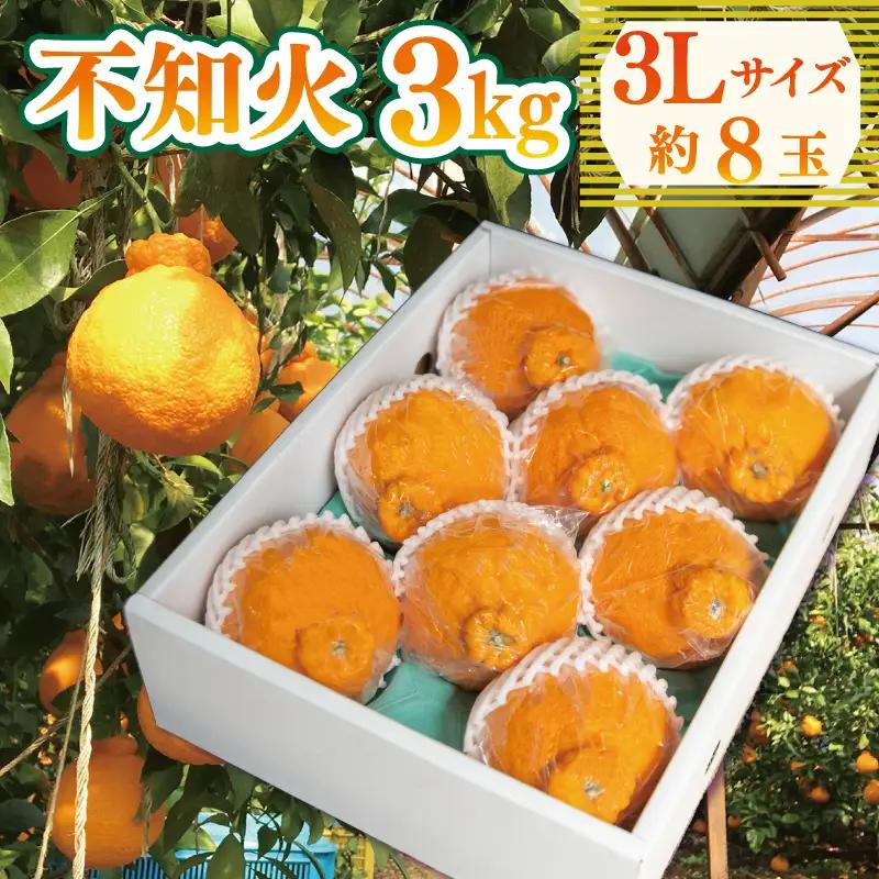 【 不知火 】 約 3kg 3L 8玉 不知火 みかん