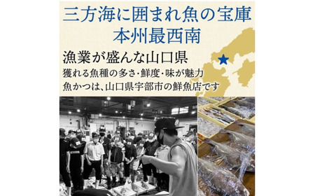 【6ヶ月 定期便】魚かつ自家製　山口の海鮮漬け丼(はまち、ひらまさ、マグロ系等)3種×各2パック入 酒の肴に海鮮丼に茶漬けに飯ともに