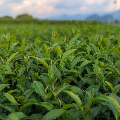 ふるさと納税 美里町 熊本県美里町産【JAS有機認証】GABA紅茶(3gティーバッグ 15袋)2個 |  | 03