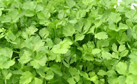 水耕 栽培 新鮮 葉物 野菜 Cセット GreensFarm ホタル サラダ 和え物 M10S101【2026年11月上旬～2027年6月上旬発送予定】