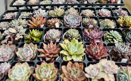 多肉植物 初心者さんも育てやすい エケベリア おまかせ 5種セット / 植物 インテリア 苗 自然 ナチュラル 緑 置物 初心者 栽培 【mucca】[ATHD001]