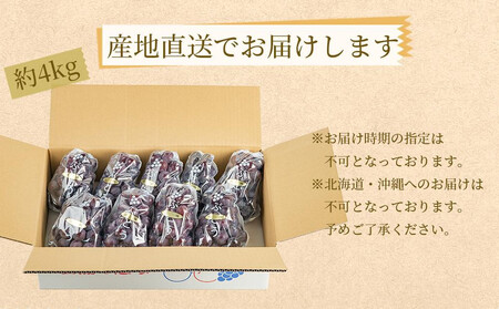 ぶどうの王様 農家直送 朝採り濃厚巨峰 約４ｋｇ【先行予約】