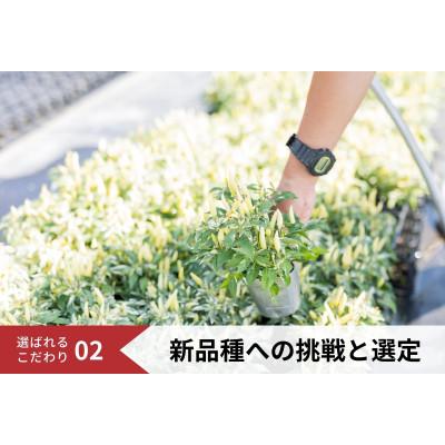 ふるさと納税 稲美町 【生産者直送】季節の花苗おまかせセット　5種類以上10ポット以上 |  | 02