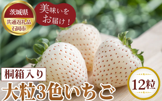 
No.369 【先行予約】お歳暮　桐箱入り　大粒3色いちご　12粒【茨城県共通返礼品 石岡市】 ／ 旬 新鮮 苺 イチゴ 果物 フルーツ 茨城県 特産品
