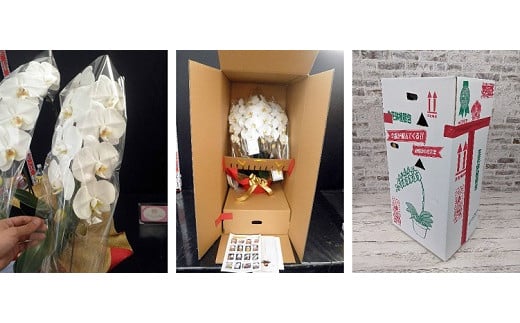 胡蝶蘭の梱包は花を紙テープで固定し、一本ずつフィルムで包み、輸送中にズレないようにしっかりと固定してお届けします。